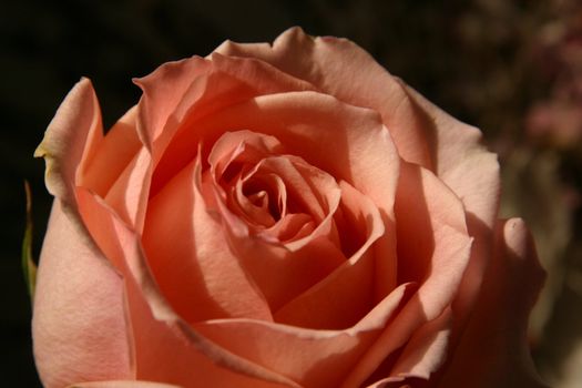Red rose