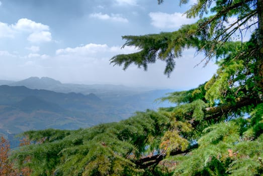 Lovely panoramic view of the mountains with altitude and spruce green line