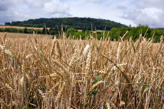 eat field and green hills in Burgundy (Dijon France)