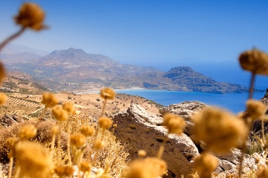 Dry flowers and a lovely coastline.