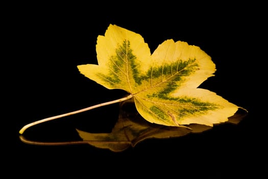 Golden autumn leaf on a black reflective background.