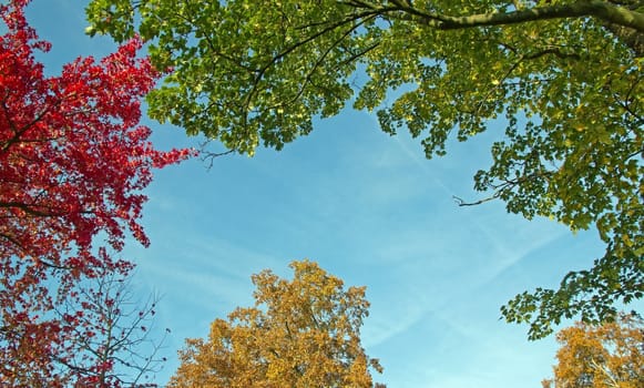 patch of blue sky among green leaves, yellow and red