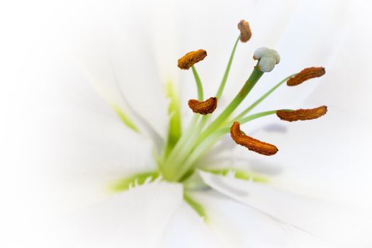 White flower close-up.