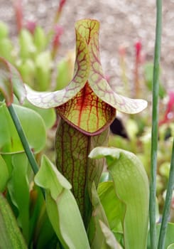 carnivorous plant, flycatcher ready to devour his next victim