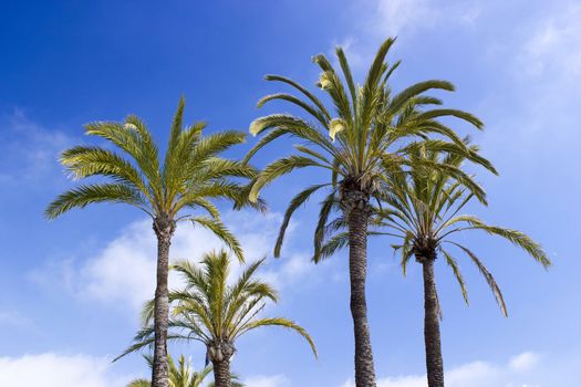 Palm trees on a beach in Almunecar, Andalusia region, Costa del Sol, Spain 