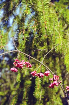 Decorative plant branch with fruits in autumn. Red tree berry.