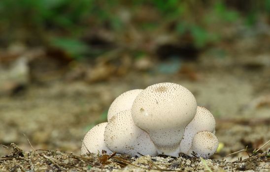 A cluster or grouping of white prickly puffball type mushroom fungus growing in the sand using a shallow depth of focus with room for your text.