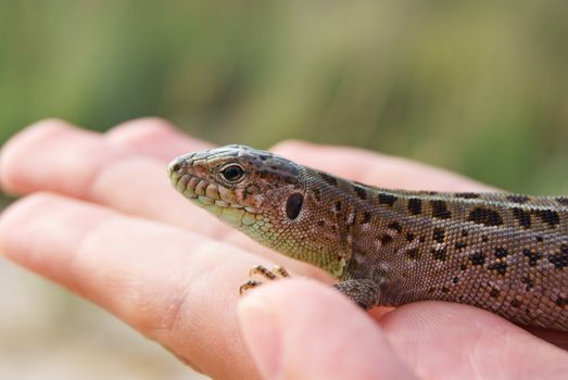 Spotted Lizard Close-up sitting on a man's hand