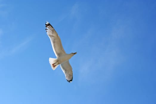White seagull in clear blue sky