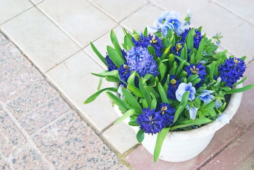 Ceramic pot with hyacinths and blue viola flowers on the stones