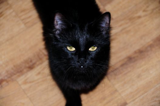 black cat with beautiful eyes, close-up