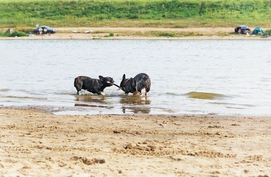 Two french bulldogs playing with a stick on sandy beach