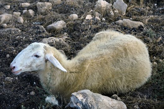 Free range lamb in natural environment.