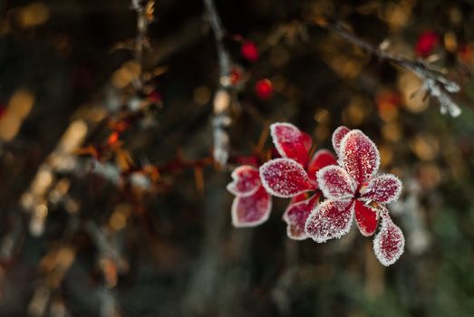 frozen red vine leaves in late autumn in a sunny morning