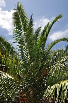 Palm tree branches background. Tropical plant detail.