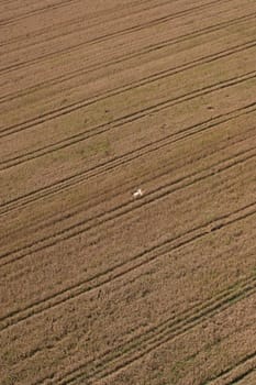 Aerial View: man in wheat field