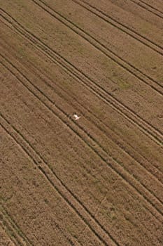 Aerial View: man in wheat field