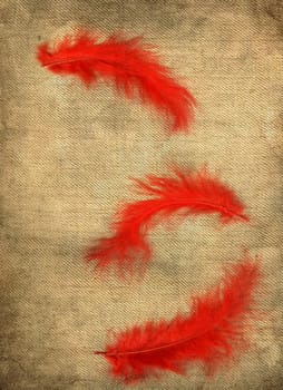 Three red feathers on a linen background.