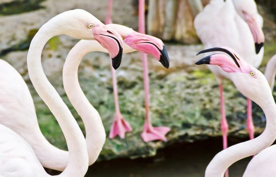 Flamingos