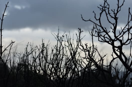 Forest landscape in dusk light. Branches silhouette and overcast winter sky.
