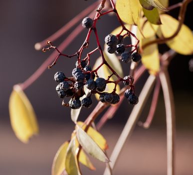 withered bunch of grapes in late autumn in a sunny day