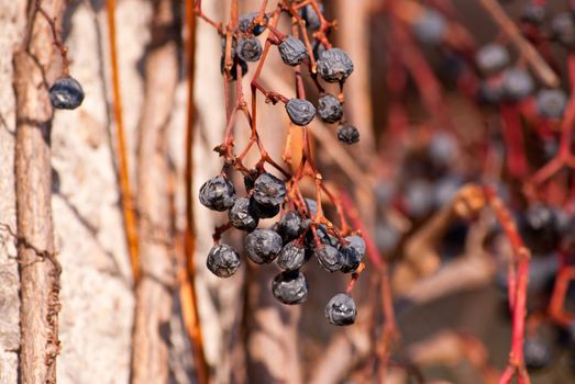 withered bunch of grapes in late autumn in a sunny day