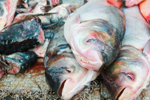 Died fish in morning market