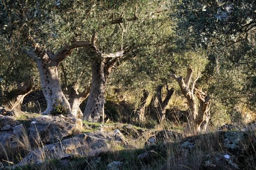 Forest of olive trees in Mediterranean country