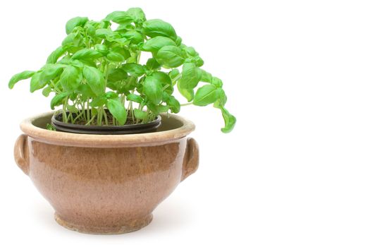 Herbs in a flowerpot isolated on a white background.
