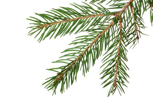 Fir branch isolated over the white background