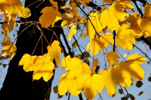 Autumn leaves with sky and tree in the background