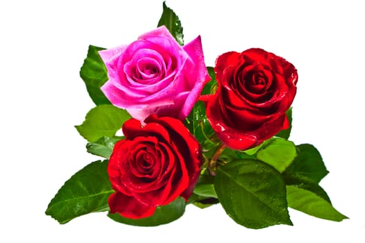 Photo of a flower of a rose