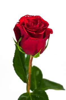Photo of a flower of a rose