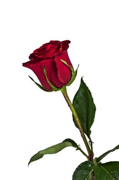 Photo of a flower of a rose