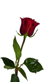 Photo of a flower of a rose