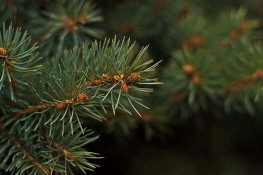 Photo of a branch of a fur-tree