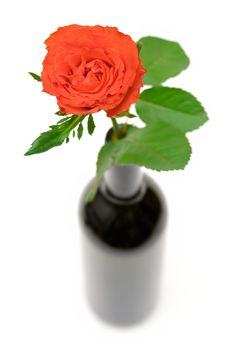 Red rose in a wine bottle. Shallow depth of field. Isolated on a white background.