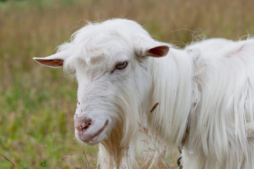 white farm goat portrait in the countryside
