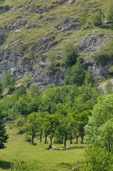 Mountain and grassland with flock of goats