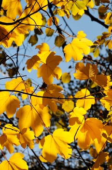 Autumn leaves under a sunny blue sky