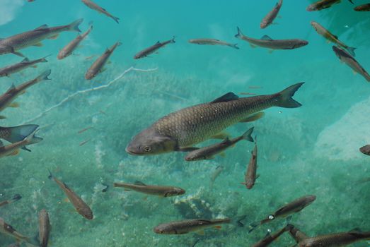 Trout in clear water