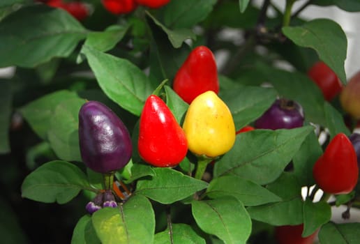 Purple, red, yellow hot chilli peppers







Purple, red, yellow hot habanero chilli peppers







Colorful chili peppers