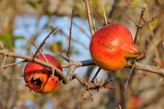 Pomegranate in the wild, autumn