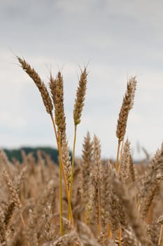 Corn Crop in summer field