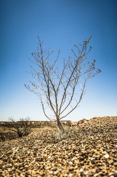 A bush in the dry stone desert - Coober Pedy Australia