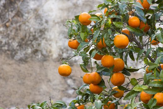 orange tree in Andalusia, Spain