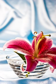 macro picture of pink lily, romantic mood