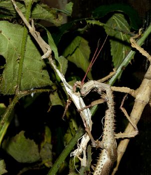 Achrioptera fallax female