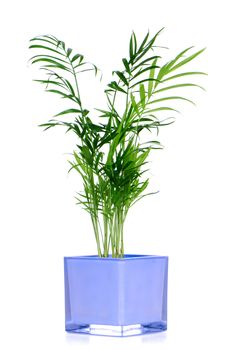 Houseplant in glass pot isolated on white background.