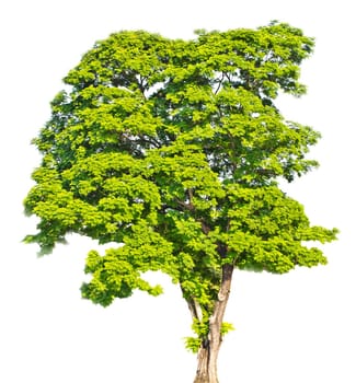 Tree isolated